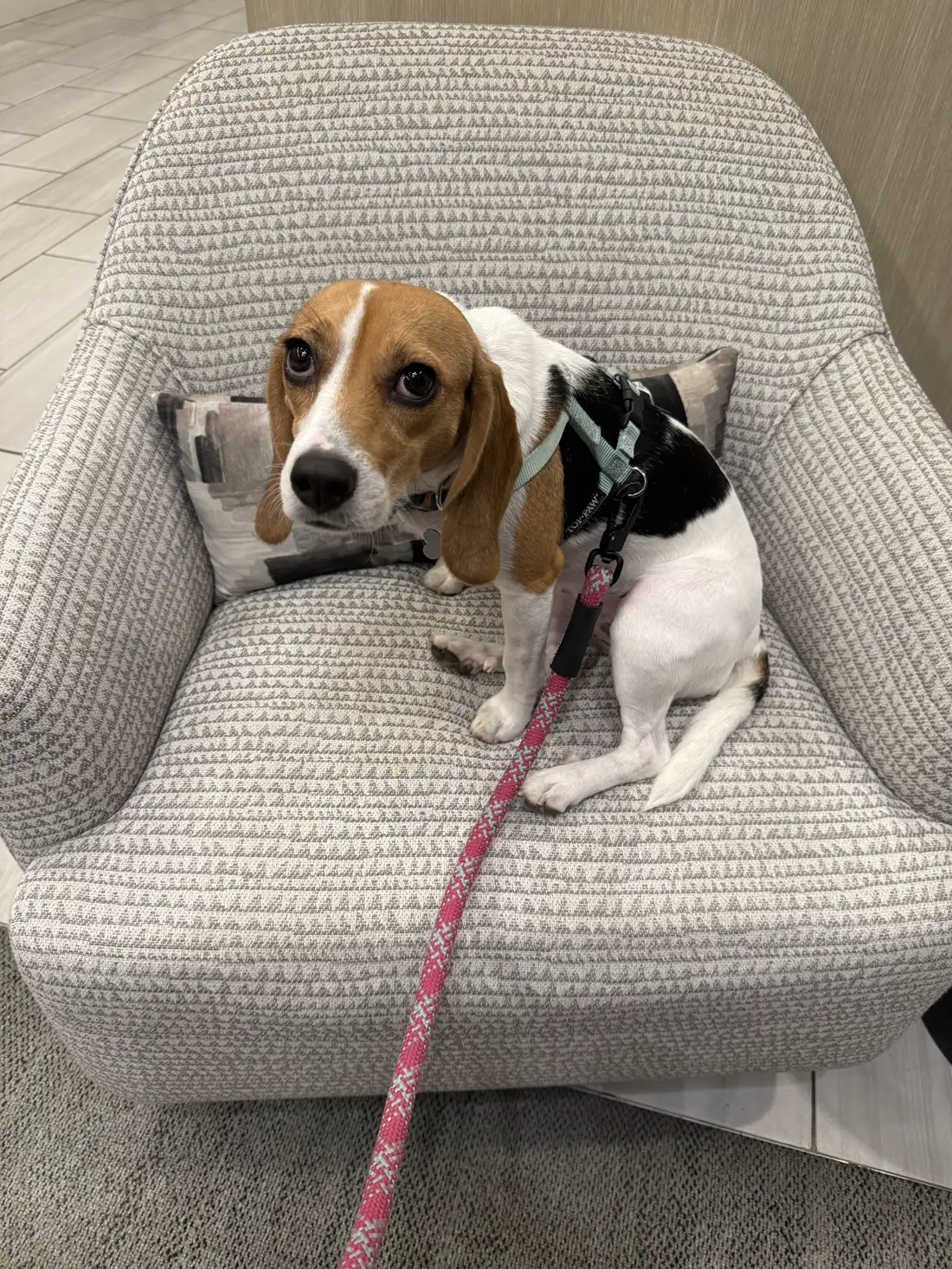 Lucy, a beagle rescued from an illegal breeding operation